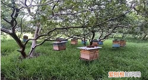 买一只蜂王可以养，买了一个蜂王怎么养?