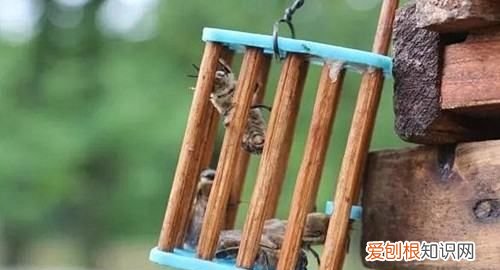 买一只蜂王可以养，买了一个蜂王怎么养?