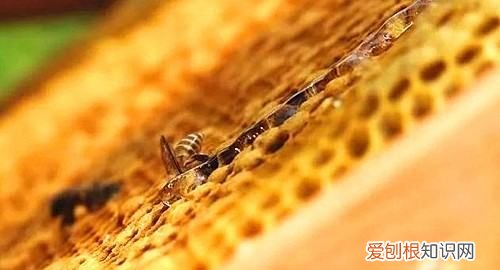 买一只蜂王可以养，买了一个蜂王怎么养?