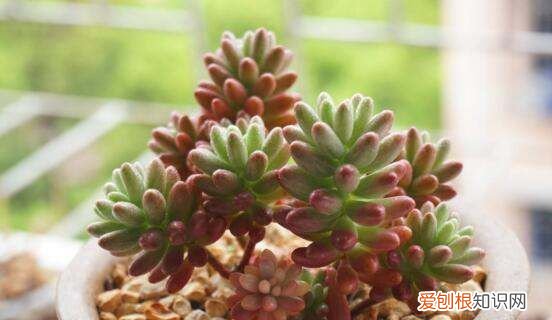 虹之玉长虫了怎么办 虹之玉长虫了如何处理