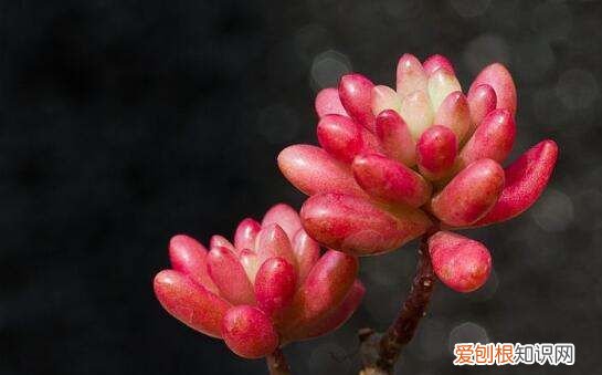 虹之玉长虫了怎么办 虹之玉长虫了如何处理