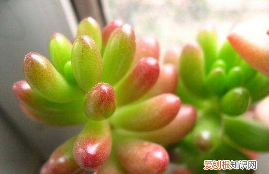 虹之玉长虫了怎么办 虹之玉长虫了如何处理