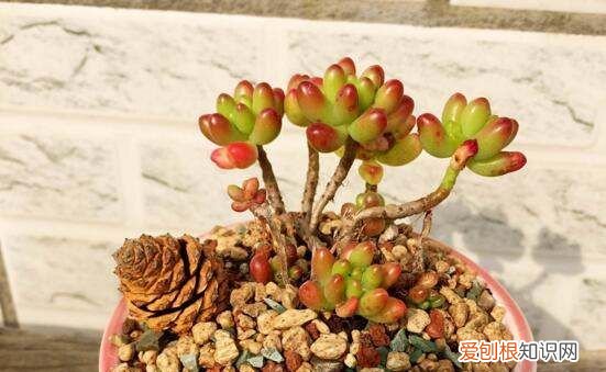 虹之玉长虫了怎么办 虹之玉长虫了如何处理