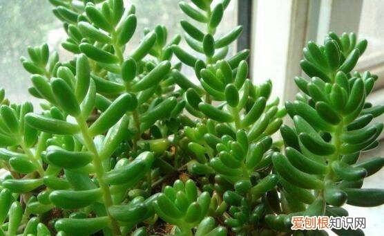 虹之玉长虫了怎么办 虹之玉长虫了如何处理