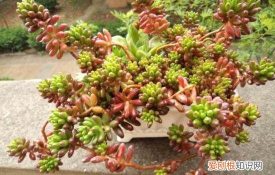 虹之玉长虫了怎么办 虹之玉长虫了如何处理