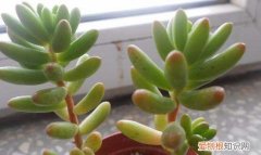 虹之玉长虫了怎么办 虹之玉长虫了如何处理