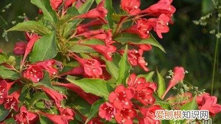 锦带花多品种怎么开花及繁殖 锦带花多品种开花及繁殖方法介绍