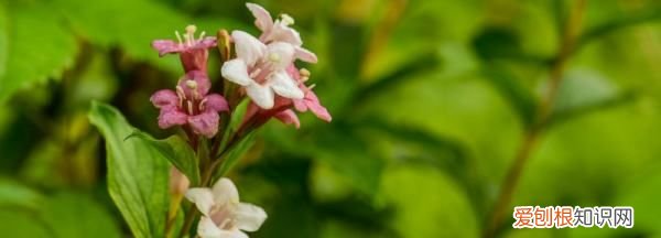 锦带花多品种怎么开花及繁殖 锦带花多品种开花及繁殖方法介绍