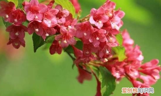 锦带花多品种怎么开花及繁殖 锦带花多品种开花及繁殖方法介绍