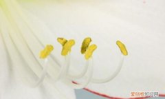 盆栽朱顶红该如何养殖 盆栽朱顶红的养殖技巧