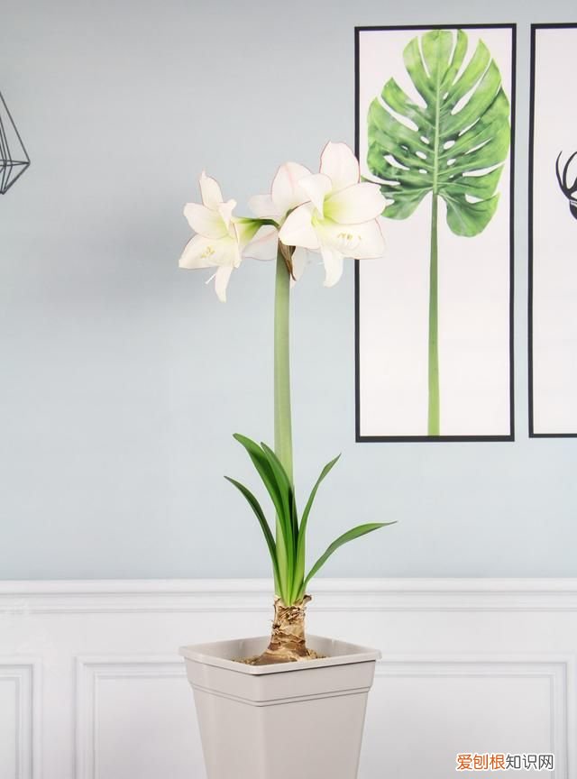 盆栽朱顶红该如何养殖 盆栽朱顶红的养殖技巧