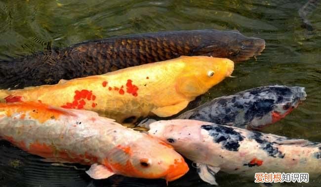 如何养好锦鲤夏天需要天天换水 怎样养好锦鲤夏天需要天天换水