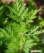 青蒿是裸子植物 青蒿是不是裸子植物