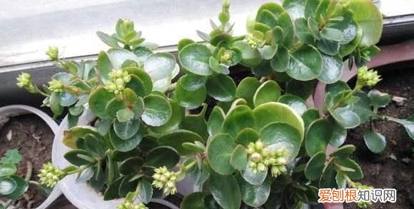 长寿花扦插方法抖音，长寿花叶插方法是什么 长寿花叶插方法介绍