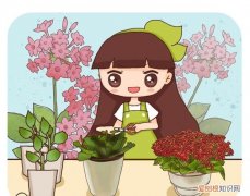 长寿花扦插方法抖音，长寿花叶插方法是什么 长寿花叶插方法介绍