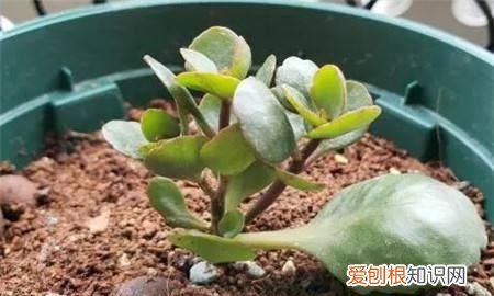 长寿花扦插方法抖音，长寿花叶插方法是什么 长寿花叶插方法介绍