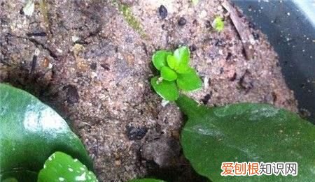 长寿花扦插方法抖音，长寿花叶插方法是什么 长寿花叶插方法介绍