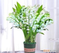 铃兰花的栽培方法 铃兰花的栽培方法介绍