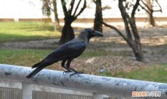喜鹊和乌鸦的区别 喜鹊和乌鸦有什么区别