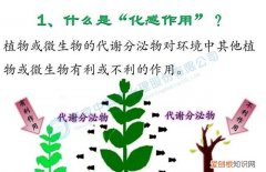 植物的化感作用是如何作用的 植物的化感作用的进行