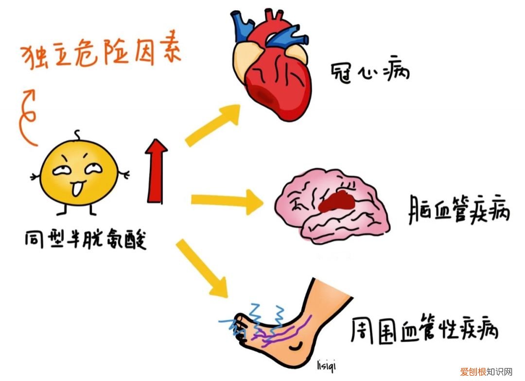 高同型半胱氨酸会增加心脑血管疾病的风险，被称为第四高