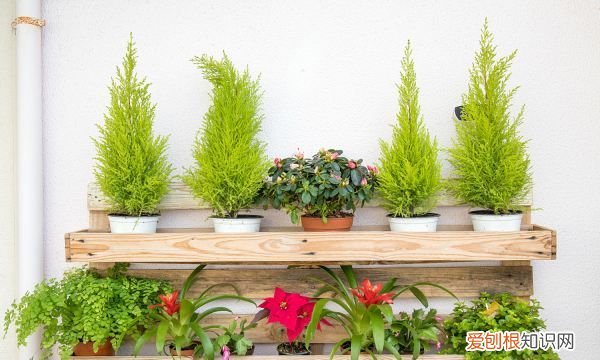 清盛锦的栽培繁殖方法 清盛锦如何栽培繁殖