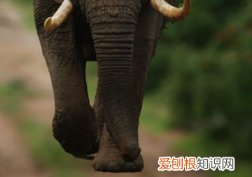 ps图片如何变清楚，Ps如何将背景的模糊