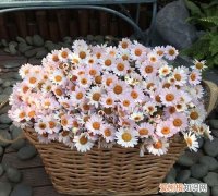 玛格丽特花怎么种植 玛格丽特花的种植方法