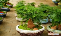 铁杆文竹的养殖方法，文竹该如何养殖呢 文竹的养殖方法