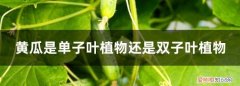 黄瓜是单子叶还是双子叶植物助 黄瓜是单子叶还是属于双子叶植物