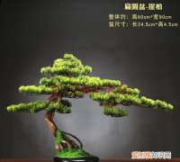 迎客松盆景怎么算活，迎客松叶子黄怎么办 迎客松叶子黄了的方法