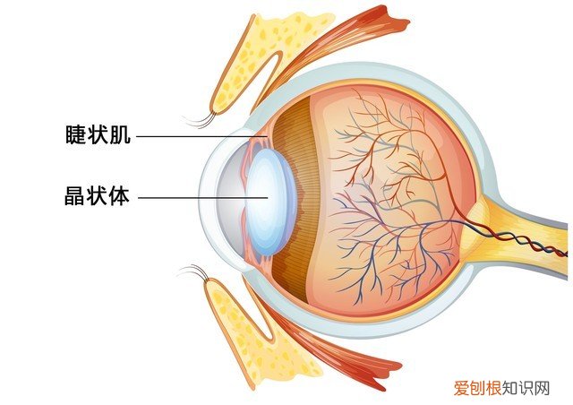 手机LCD和OLED屏幕哪个对眼睛伤害小？为什么 oled和lcd哪个伤眼睛