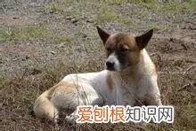 什么品种的土狗，如何看土狗是否属于大型类