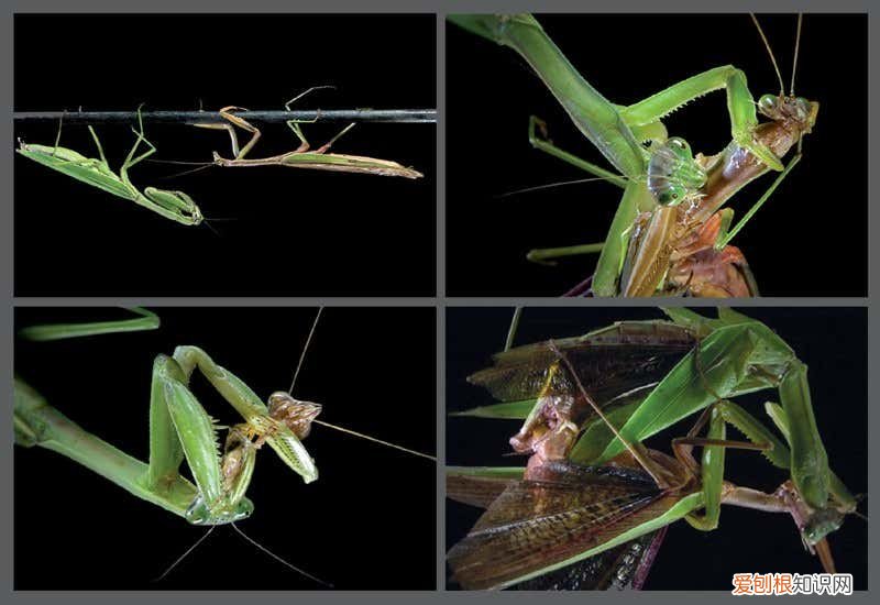 农村野外树林里，为啥雌螳螂交配时候要吃掉公螳螂 螳螂为什么要吃掉自己的配偶