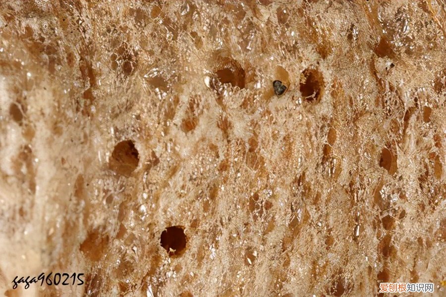 农村野外树林里，为啥雌螳螂交配时候要吃掉公螳螂 螳螂为什么要吃掉自己的配偶