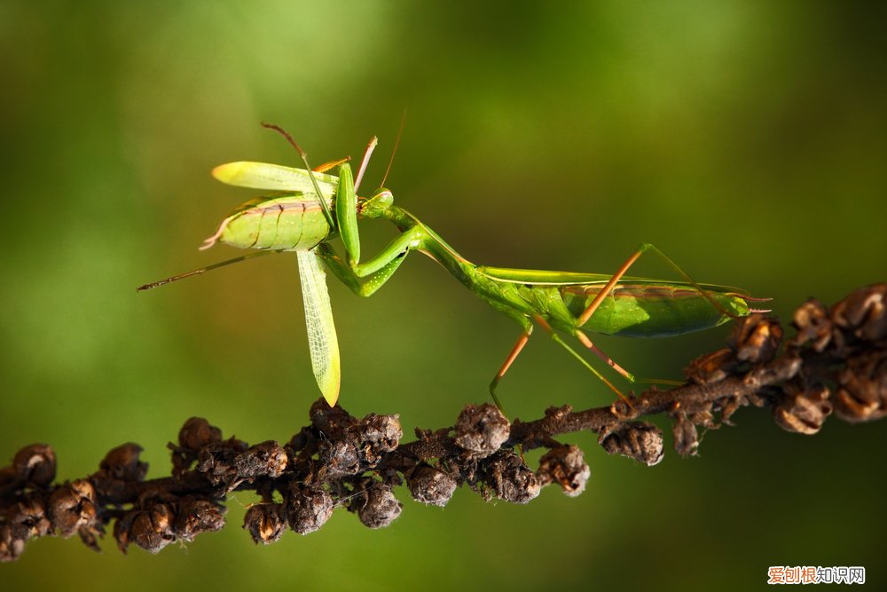 农村野外树林里，为啥雌螳螂交配时候要吃掉公螳螂 螳螂为什么要吃掉自己的配偶
