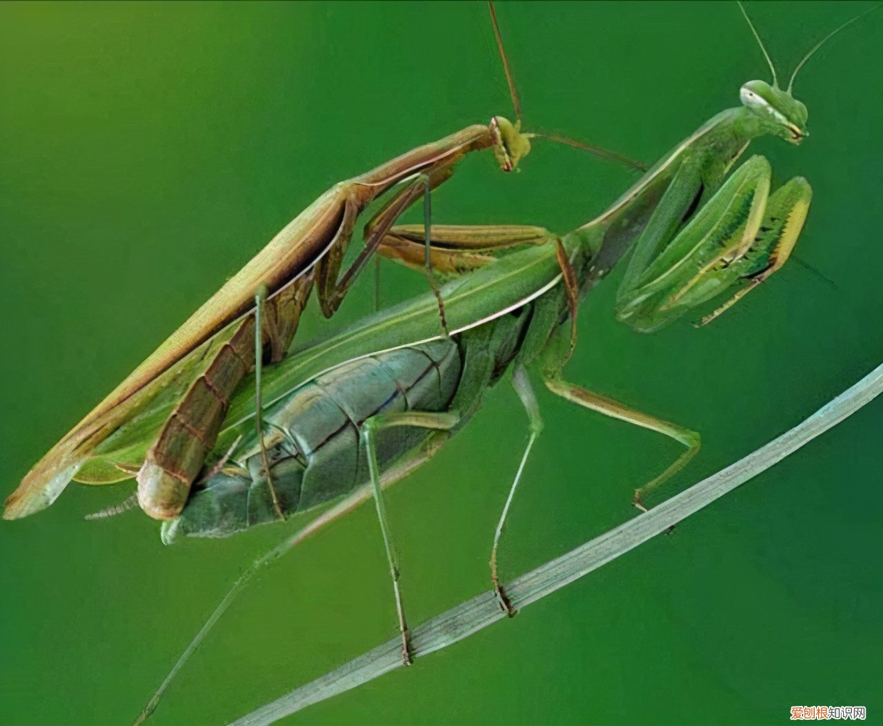 农村野外树林里，为啥雌螳螂交配时候要吃掉公螳螂 螳螂为什么要吃掉自己的配偶