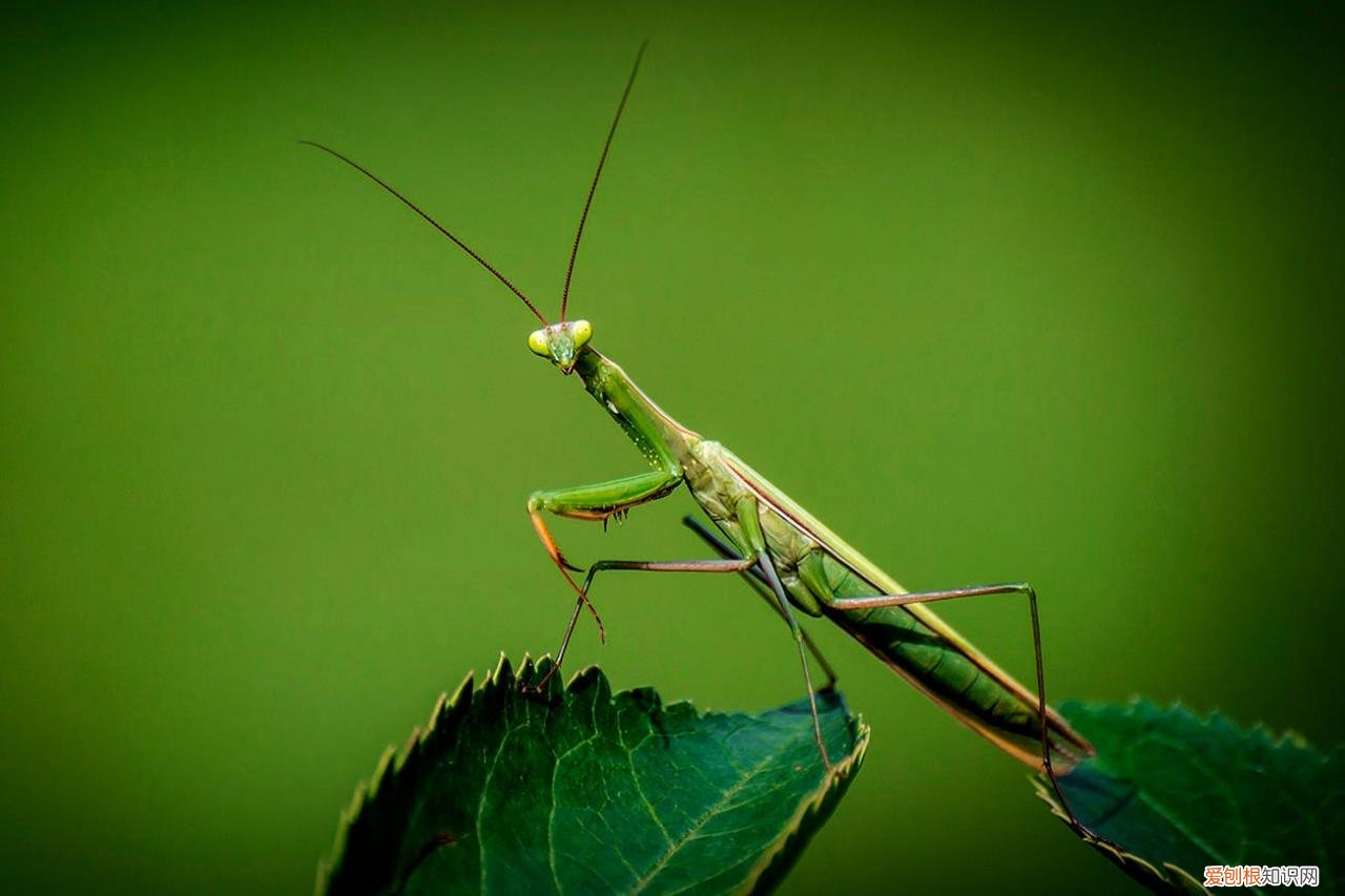 农村野外树林里，为啥雌螳螂交配时候要吃掉公螳螂 螳螂为什么要吃掉自己的配偶