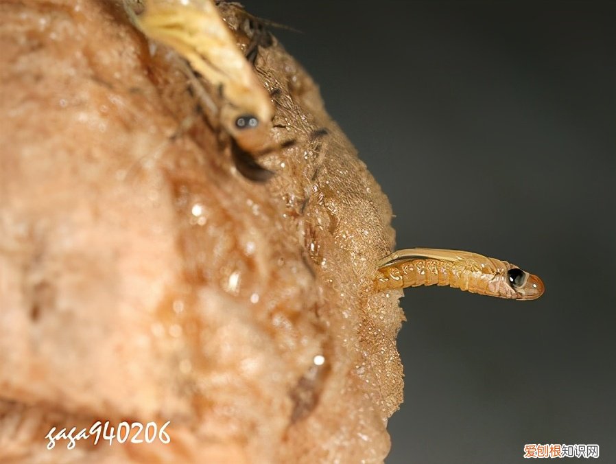 农村野外树林里，为啥雌螳螂交配时候要吃掉公螳螂 螳螂为什么要吃掉自己的配偶