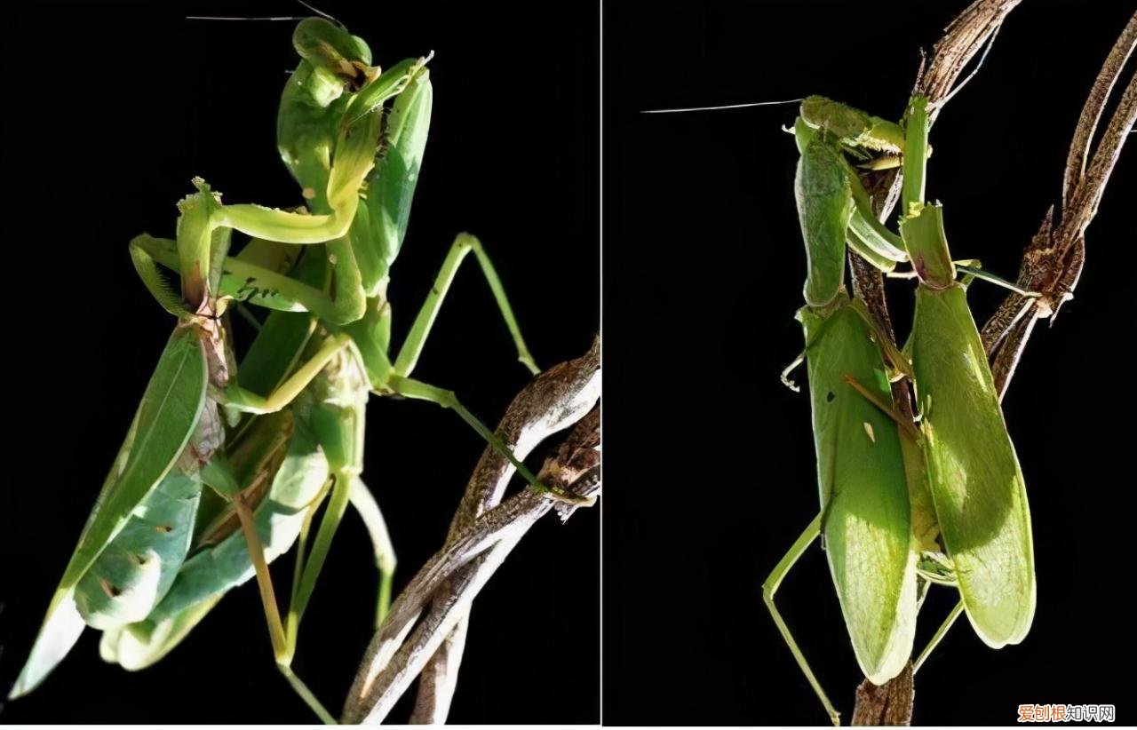 农村野外树林里，为啥雌螳螂交配时候要吃掉公螳螂 螳螂为什么要吃掉自己的配偶