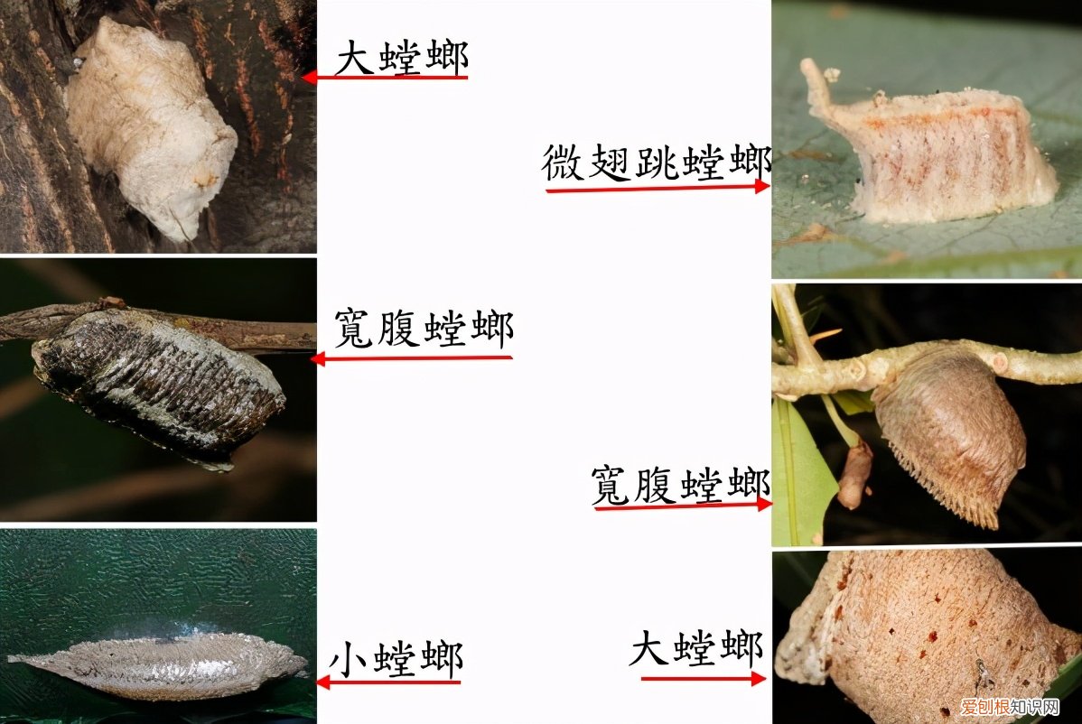 农村野外树林里，为啥雌螳螂交配时候要吃掉公螳螂 螳螂为什么要吃掉自己的配偶