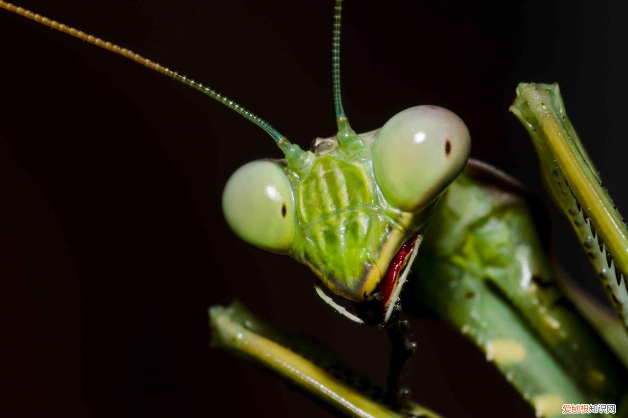 农村野外树林里，为啥雌螳螂交配时候要吃掉公螳螂 螳螂为什么要吃掉自己的配偶