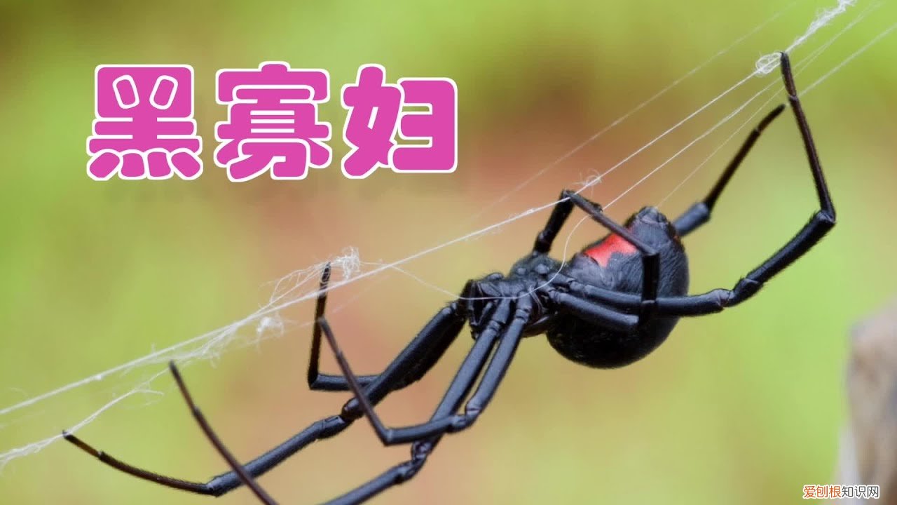 农村野外树林里，为啥雌螳螂交配时候要吃掉公螳螂 螳螂为什么要吃掉自己的配偶