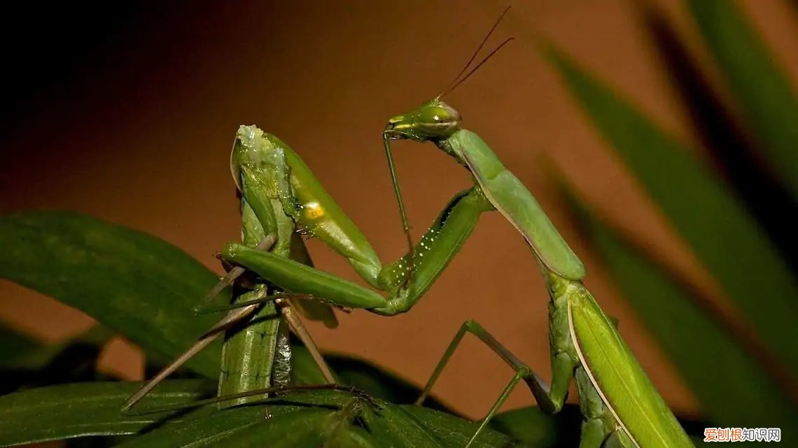 农村野外树林里，为啥雌螳螂交配时候要吃掉公螳螂 螳螂为什么要吃掉自己的配偶