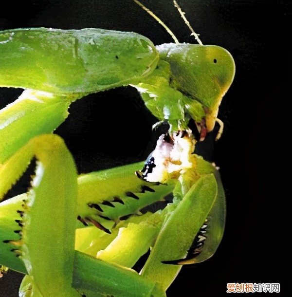 农村野外树林里，为啥雌螳螂交配时候要吃掉公螳螂 螳螂为什么要吃掉自己的配偶