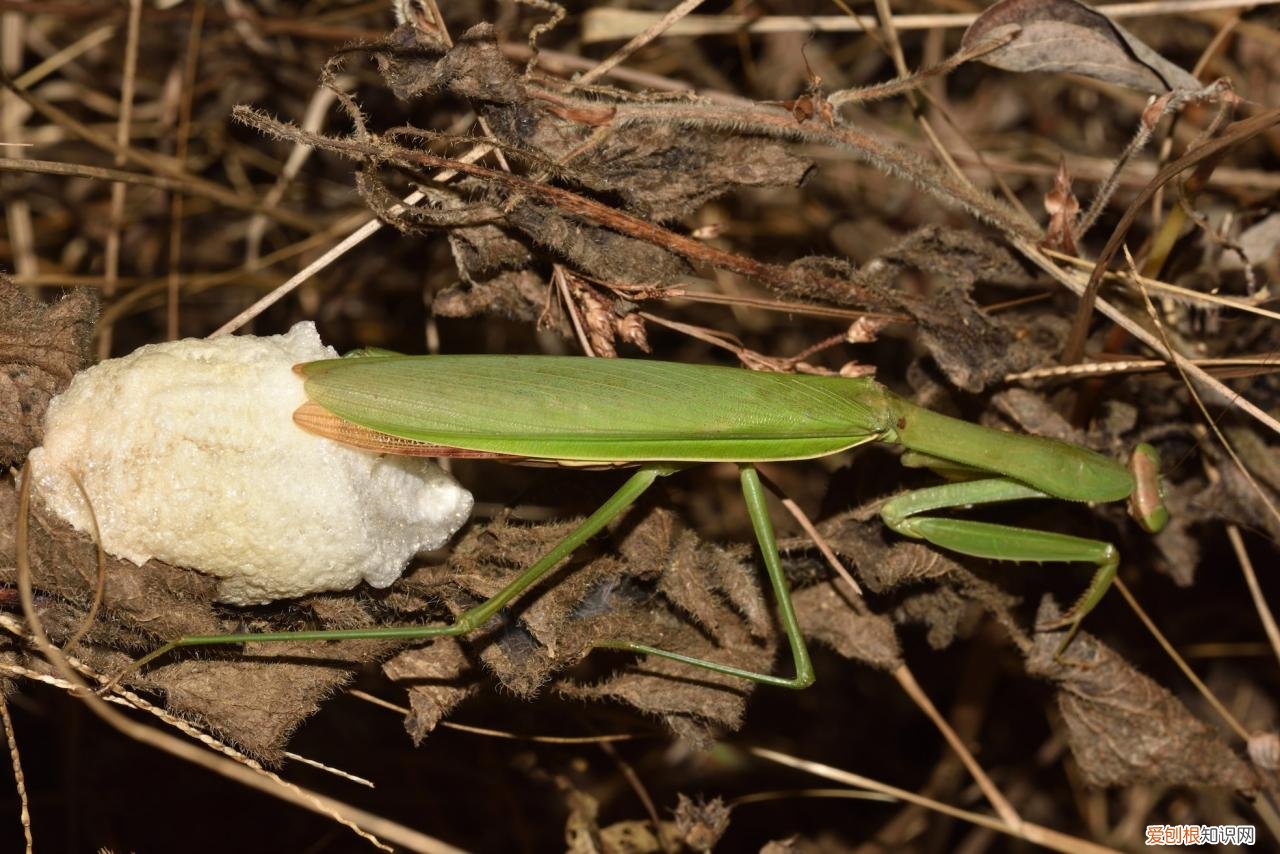 农村野外树林里，为啥雌螳螂交配时候要吃掉公螳螂 螳螂为什么要吃掉自己的配偶