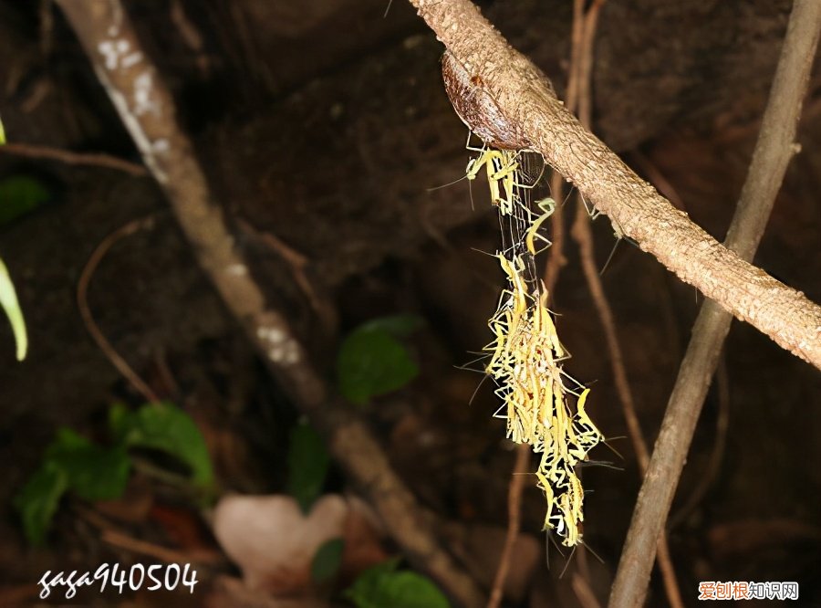 农村野外树林里，为啥雌螳螂交配时候要吃掉公螳螂 螳螂为什么要吃掉自己的配偶