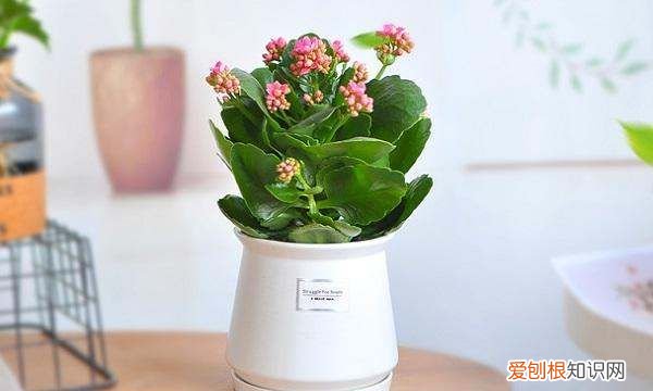 长寿花怎么延长花期 长寿花延长花期的技巧