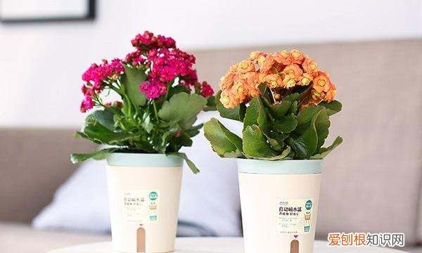 长寿花怎么延长花期 长寿花延长花期的技巧