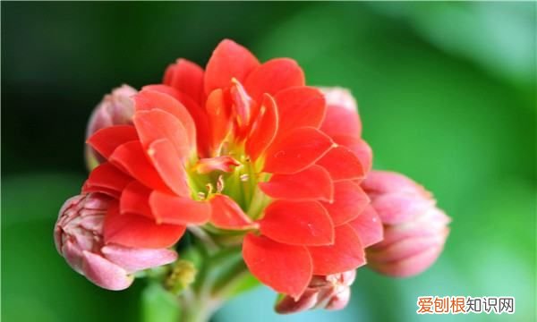 长寿花怎么延长花期 长寿花延长花期的技巧